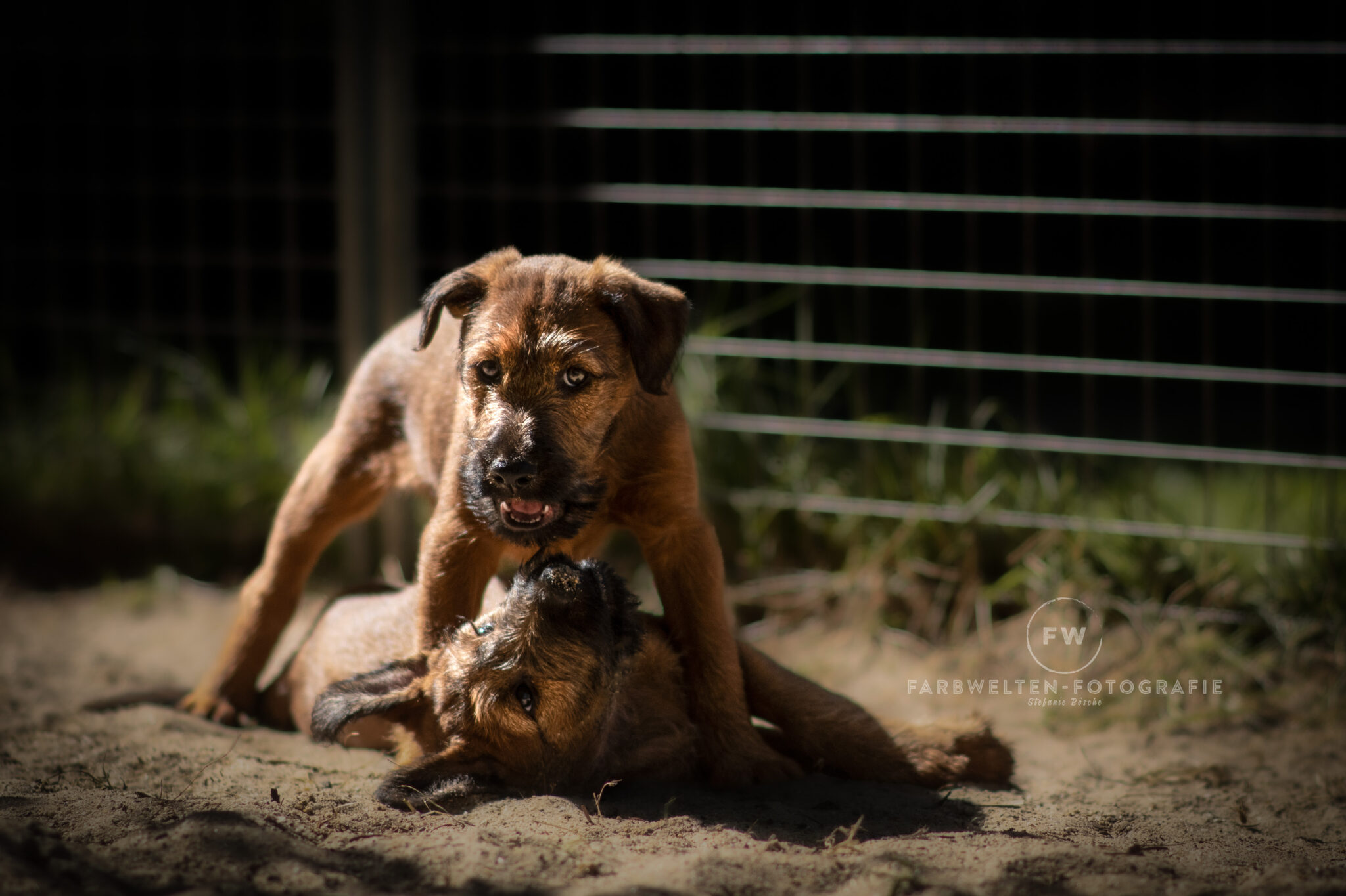 Z-chen Spielkampf FW